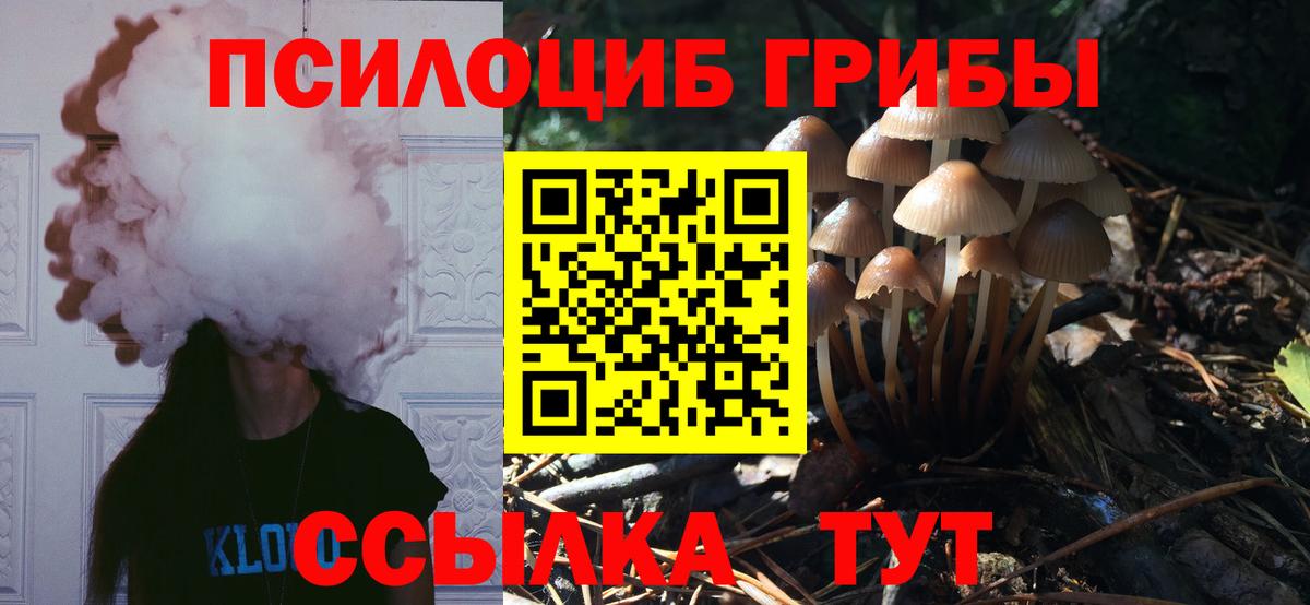 Псилоцибиновые грибы Cubensis Егорьевск
